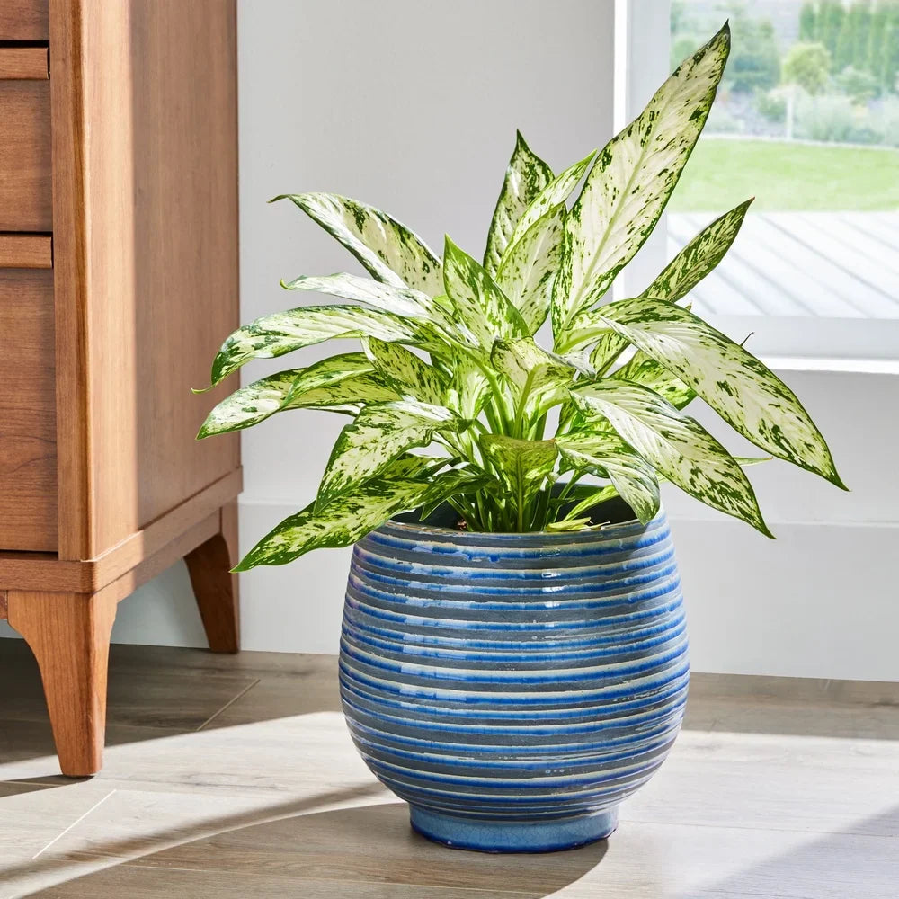 Ceramic Lynlee Planter 10 Inch Round Pot with Drainage Holes W